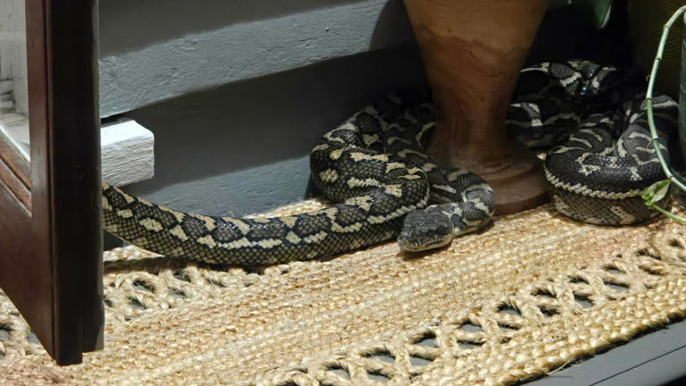 Giant 2.5-meter snake climbing on a woman in Brisbane bedroom Giant 2.5-meter snake climbing on a woman in Brisbane bedroom