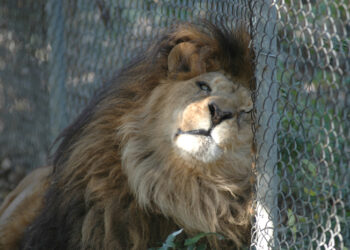 Punjab wildlife officials meeting at Lahore Zoo to approve euthanasia of critically ill lions.