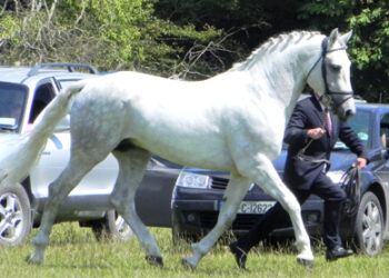 Find Peace with Horses: Crystalline Equine Opens in Dubai
